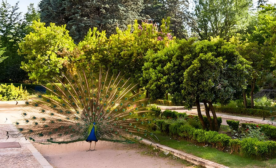 Los mejores parques de Madrid: respira, vive y enamórate de la ciudad